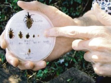 Control biológico, con modificación genética