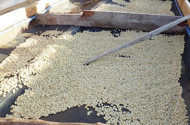 Panamá subastará el café Geisha, el más caro del mundo