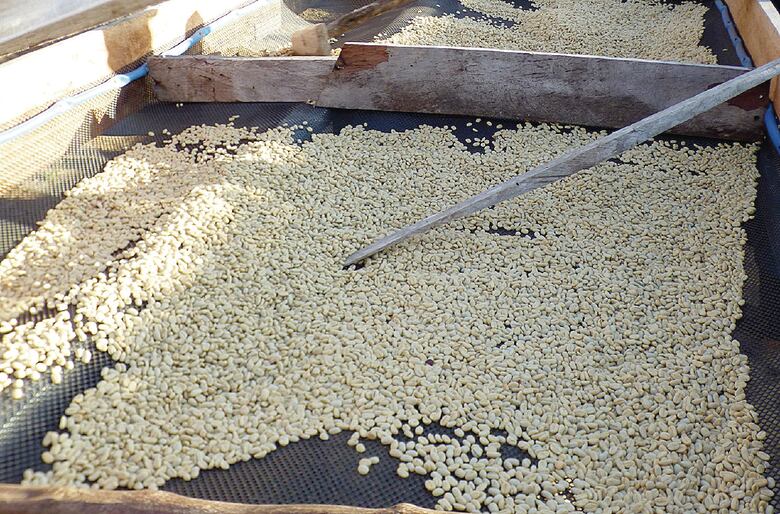 Panamá subastará el café Geisha, el más caro del mundo