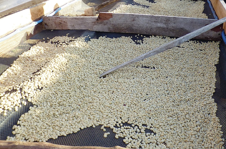 Panamá subastará el café Geisha, el más caro del mundo