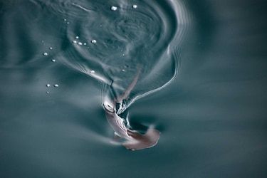 Hallan por primera vez una posible ‘guardería’ de tiburones martillo liso en las Galápagos