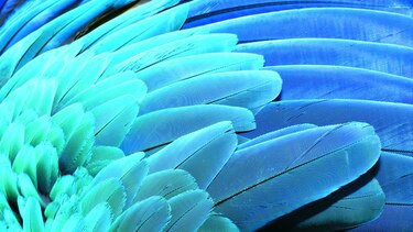 PANAMÁ CUENTA CON UN MILLAR DE AVES