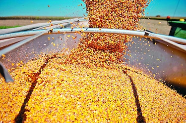 Cuba comenzará cultivos transgénicos de maíz y soya en 2017
