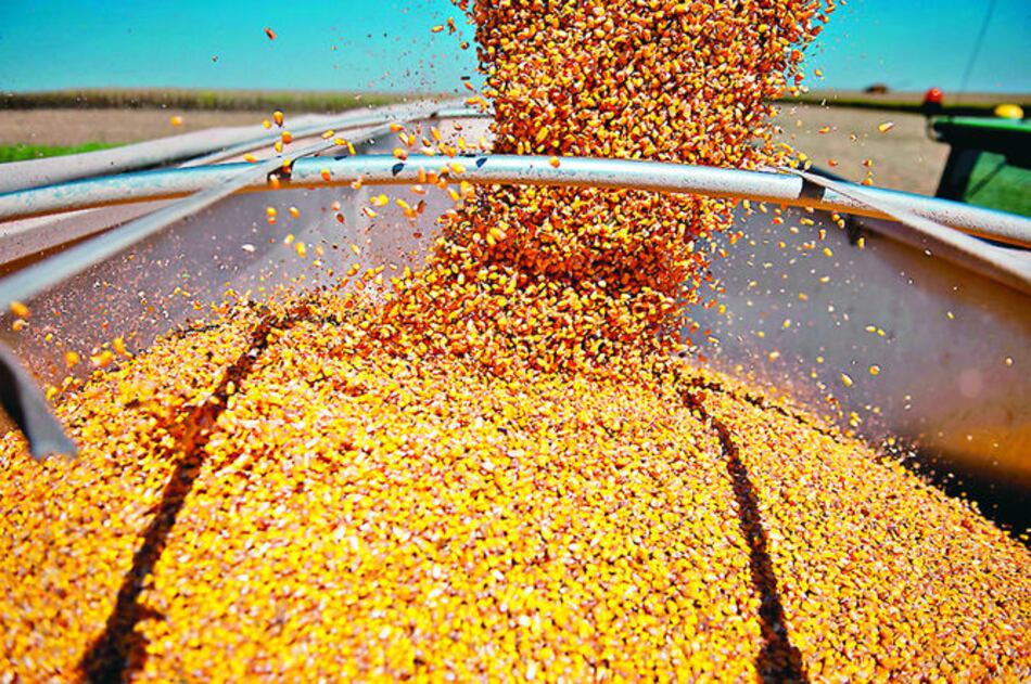 Cuba comenzará cultivos transgénicos de maíz y soya en 2017