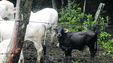 Conservar al jaguar en la comarca