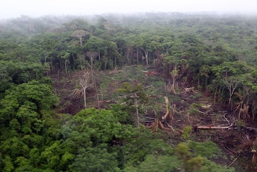 Los dueños de la madera en la provincia de Darién