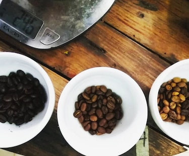 51 productores de café de Panamá participan en competencia ‘The Best of Panama 2021’