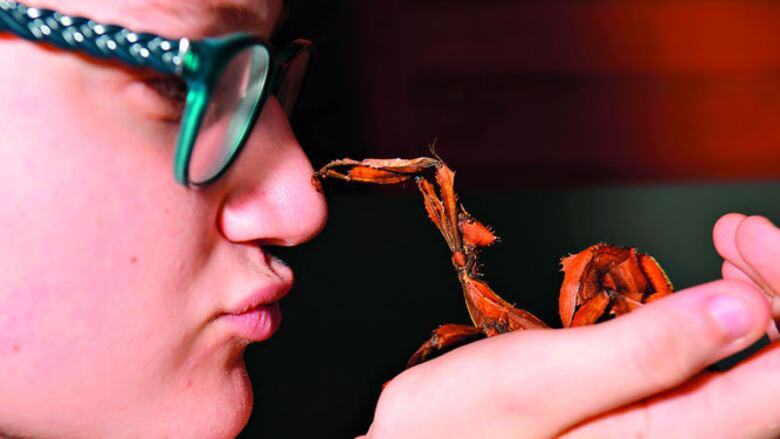 Dingos y otras mascotas exóticas