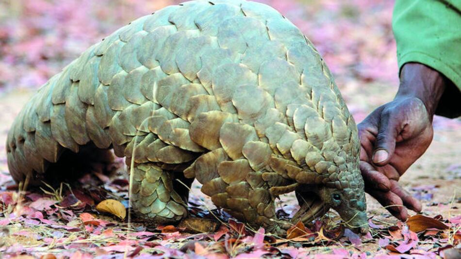 El pangolín sale de la sombra