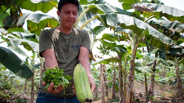 Los rostros del hambre tras la crisis de la coca en Colombia