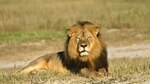 Dentista que mató al león Cecil regresa al trabajo