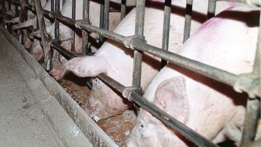 Sacrifican cerdos por fiebre porcina