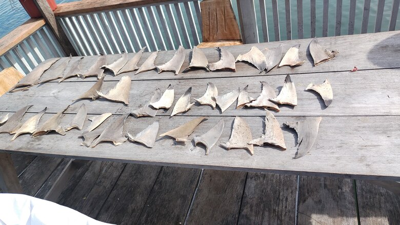 Operación Holoturias desmantela red de tráfico de pepinos de mar en Panamá