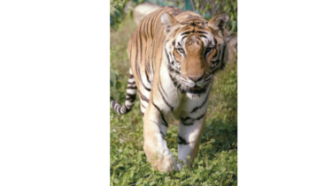 Intentan capturar a un tigre que ha matado ocho personas