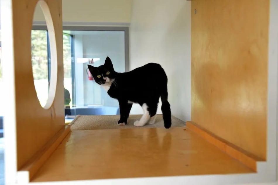 Día del Gato: Tres aniversarios y siete (¿o nueve?) vidas