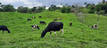 Recuperar la cadena de producción láctea tomará más de un año