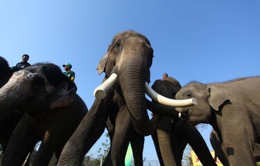 China prohíbe la importación de marfil por un año