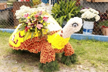 Un viaje por el color y el aroma de las flores que adornan las calles de Volcán