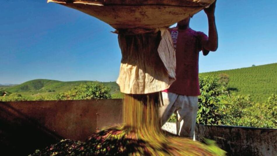 Productores de café retrasan cosecha por bajos precios