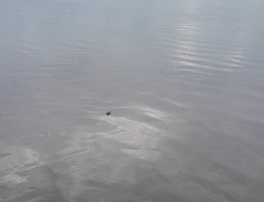 Liberación de tortugas en Punta Chame: una lección de resiliencia y conservación