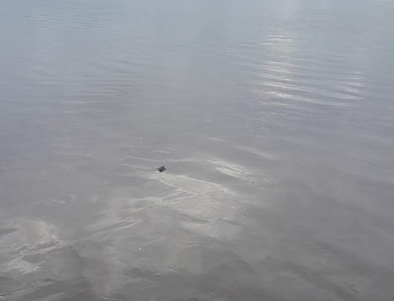 Liberación de tortugas en Punta Chame: una lección de resiliencia y conservación