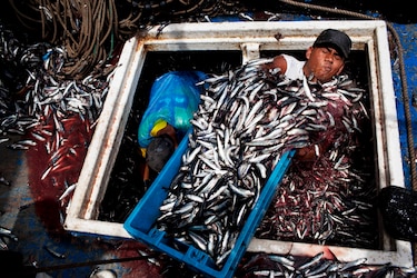 Presentan un recurso de nulidad contra la pesca de arrastre