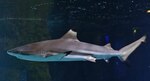 Ofrecen recompensa de $5 mil para conocer quién puso tiburón en una piscina