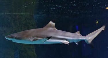 Ofrecen recompensa de $5 mil para conocer quién puso tiburón en una piscina