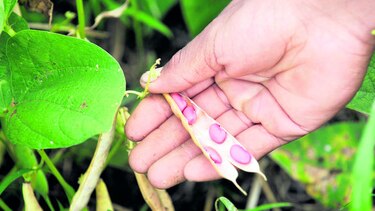 Cosecha de poroto en Chiriquí avanza 40%