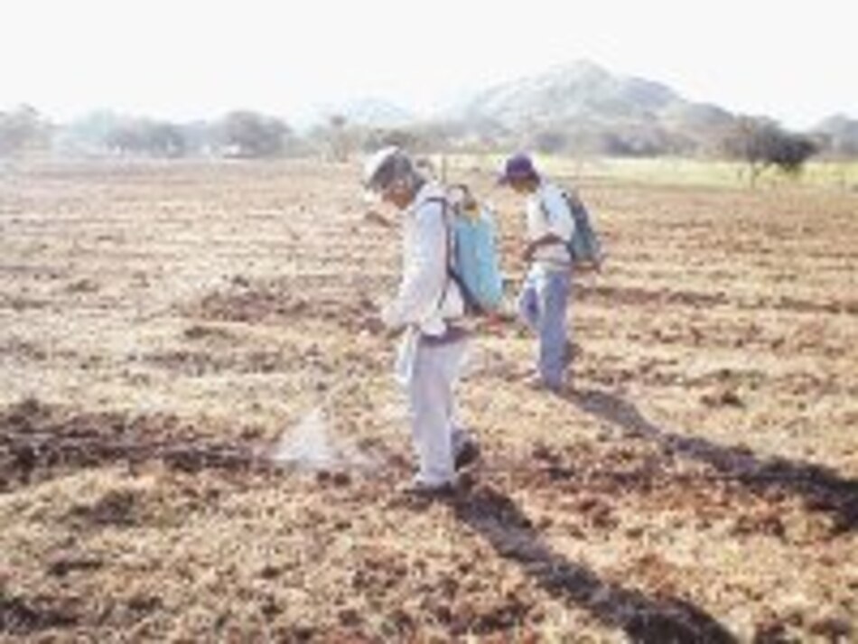 Reactivan agroexportación en Tonosí
