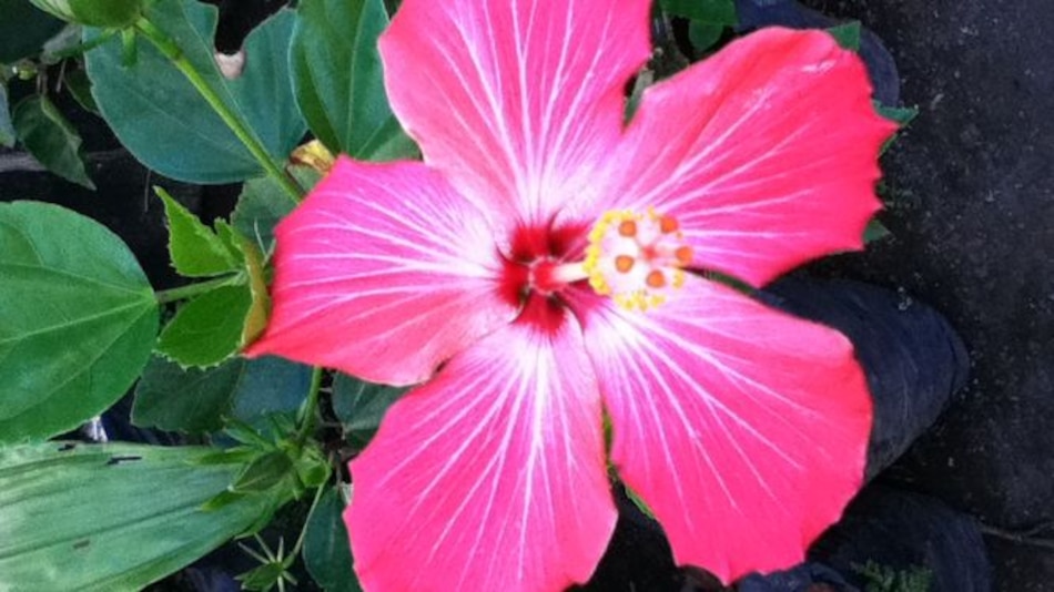 Presentan libros sobre plantas exóticas de Panamá