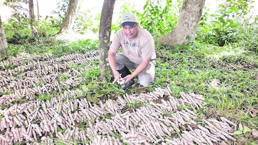 Nueva variedad de yuca, a disposición de productores