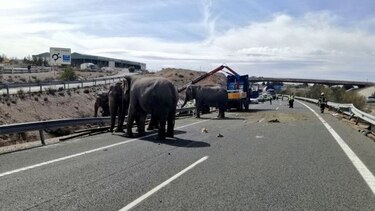 España: muere un elefante en accidente de camión de circo