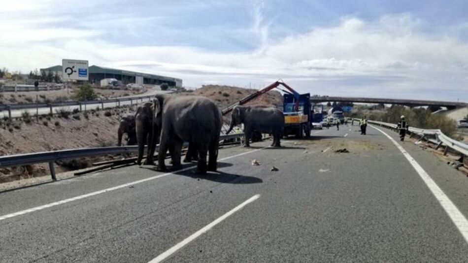 España: muere un elefante en accidente de camión de circo