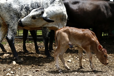 El gusano barrenador rompió la barrera que lo frenaba en Panamá, toca recuperar el control