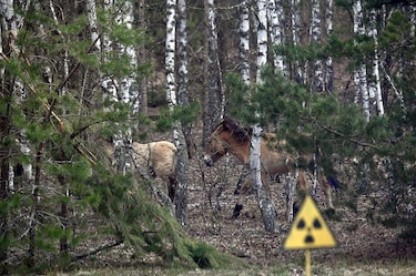 Imágenes de la zona de exclusión de Chernóbil 40 años después del accidente nuclear