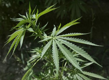 6.4% de los estadounidenses de más de 12 años consumió drogas este mes
