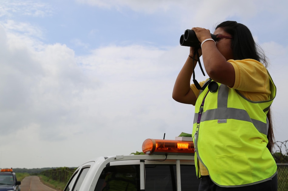 Por qué la migración de aves cambia rutas de vuelo en Panamá y activa alerta preventiva