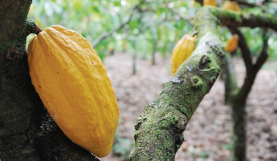 El turno del cacao fino y aromático