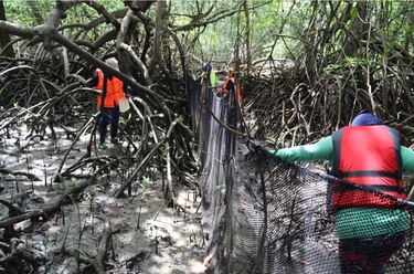 Proyecto en manglar de Aguadulce apuesta por salvar la concha negra