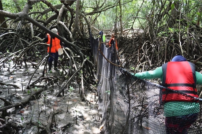 Proyecto en manglar de Aguadulce apuesta por salvar la concha negra
