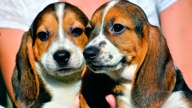 Nacen siete perros por fecundación ‘in vitro’