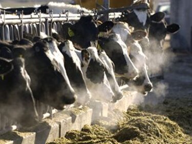 Combaten calentamiento global modificando dieta de vacas