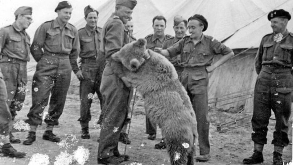 Oso ‘soldado’ es un héroe de una película de animación