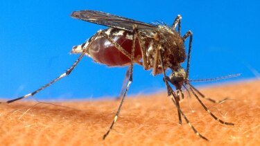 En Panamá se reportan 155 casos de 'chikungunya'