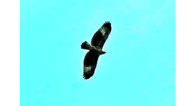 Estudio de aves en Panamá