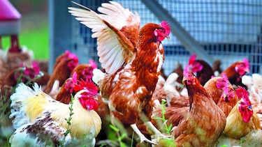 Medicinas en huevos de gallina