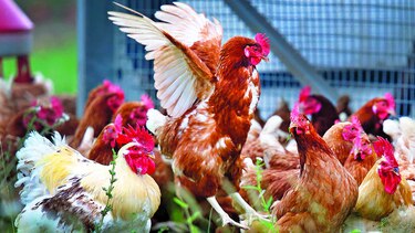 Medicinas en huevos de gallina