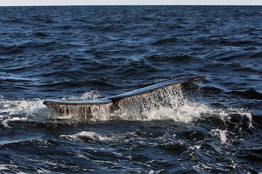 Las heces de las ballenas revelan el aumento de algas tóxicas causado por el calentamiento global