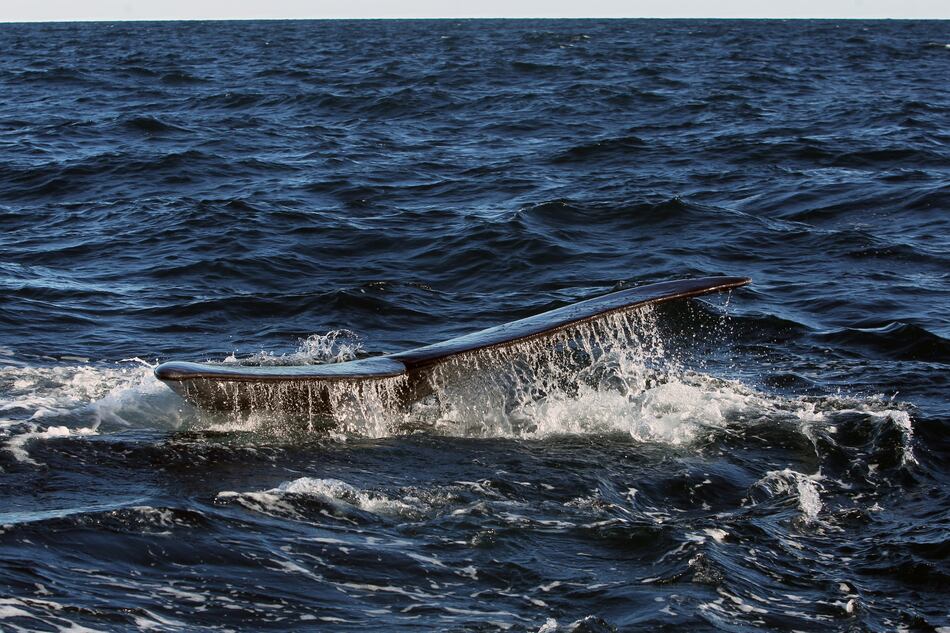 Las heces de las ballenas revelan el aumento de algas tóxicas causado por el calentamiento global